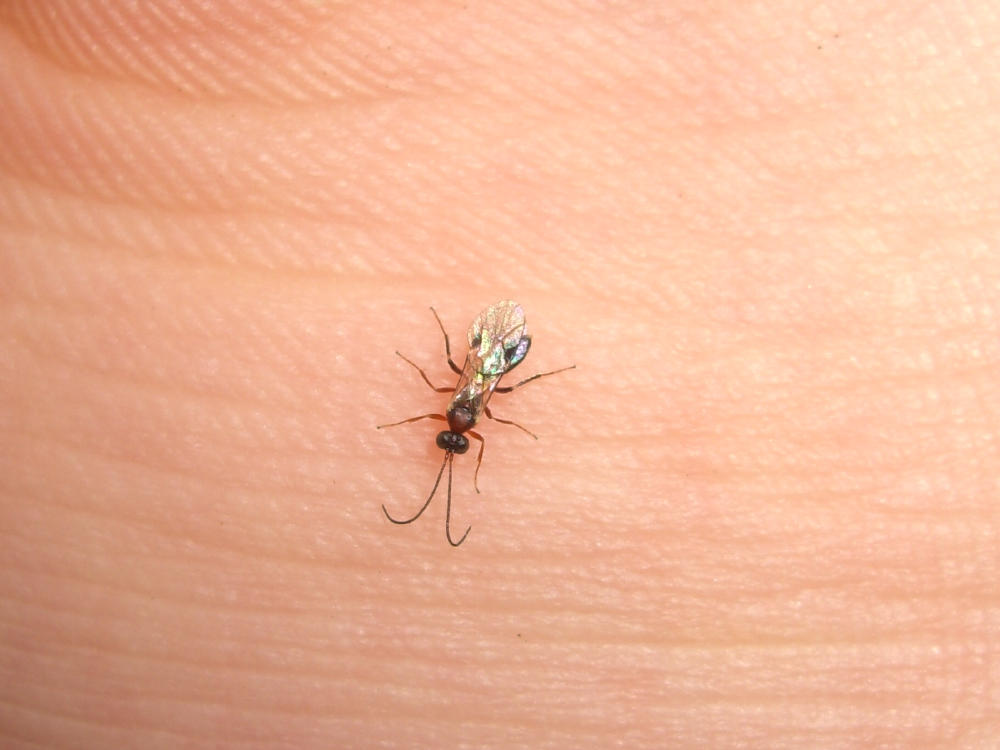 Piccolo Ichneumonidae