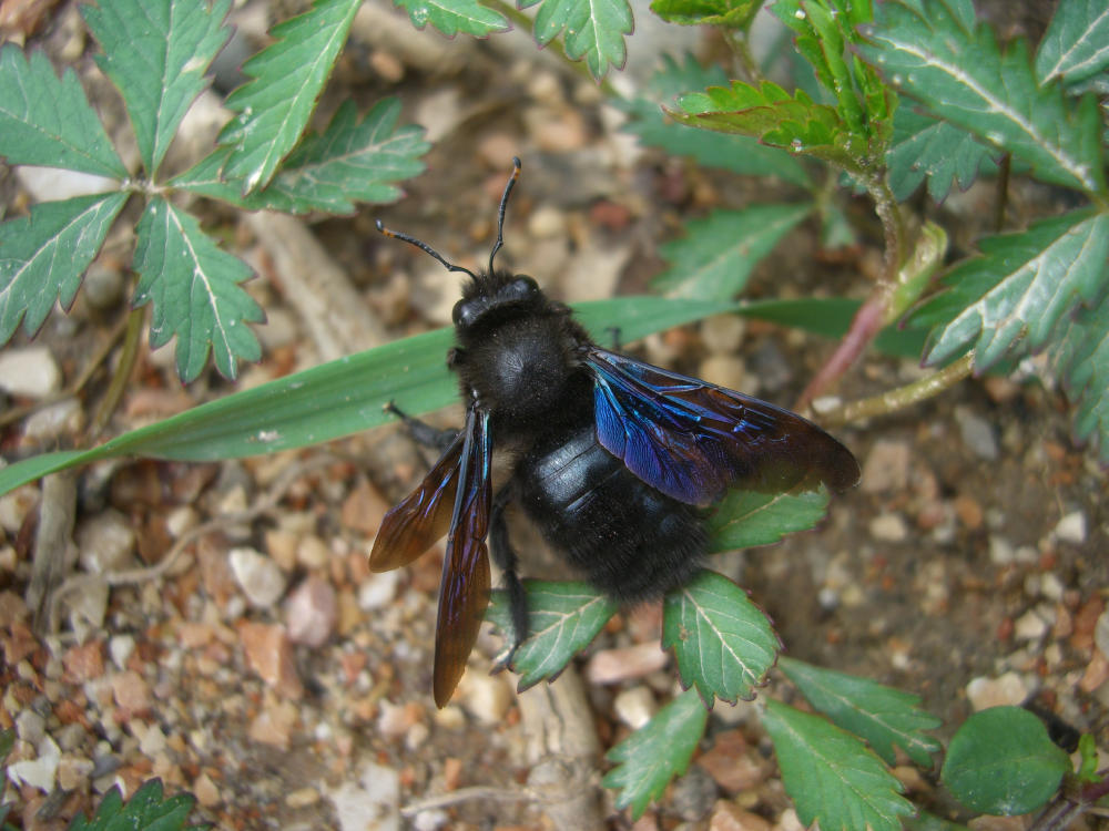 Apidae Xylocopinae: maschio di Xylocopa violacea