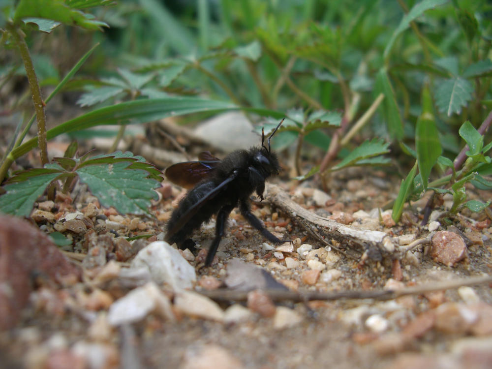 Apidae Xylocopinae: maschio di Xylocopa violacea