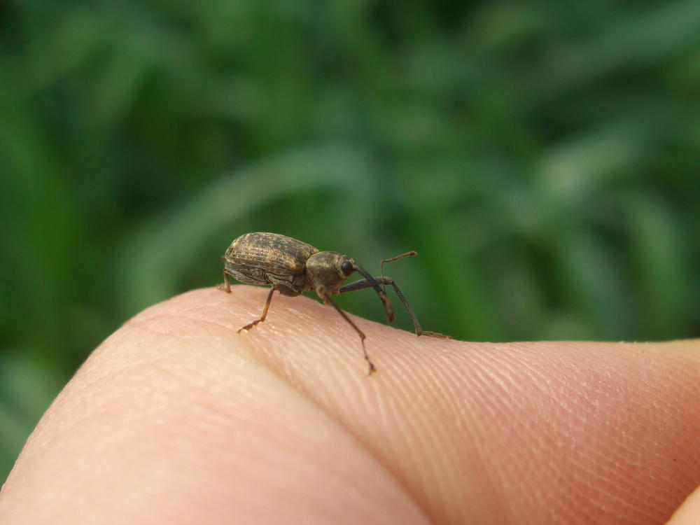 Curculionide: Dorytomus longimanus