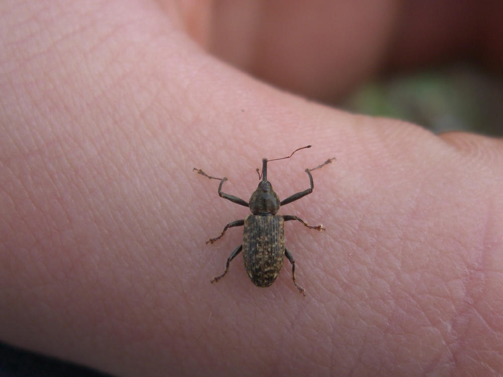 Curculionide: Dorytomus longimanus