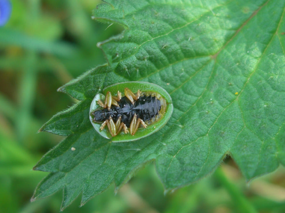 Identificazione: Cassida viridis