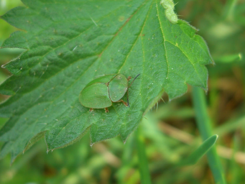 Identificazione: Cassida viridis