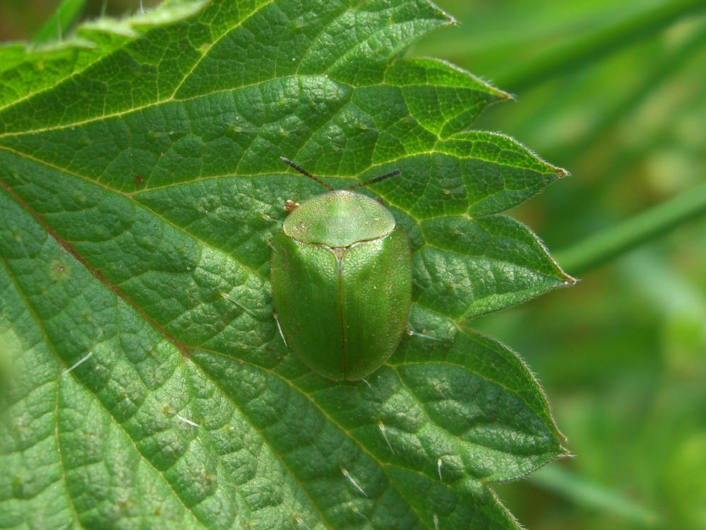 Identificazione: Cassida viridis