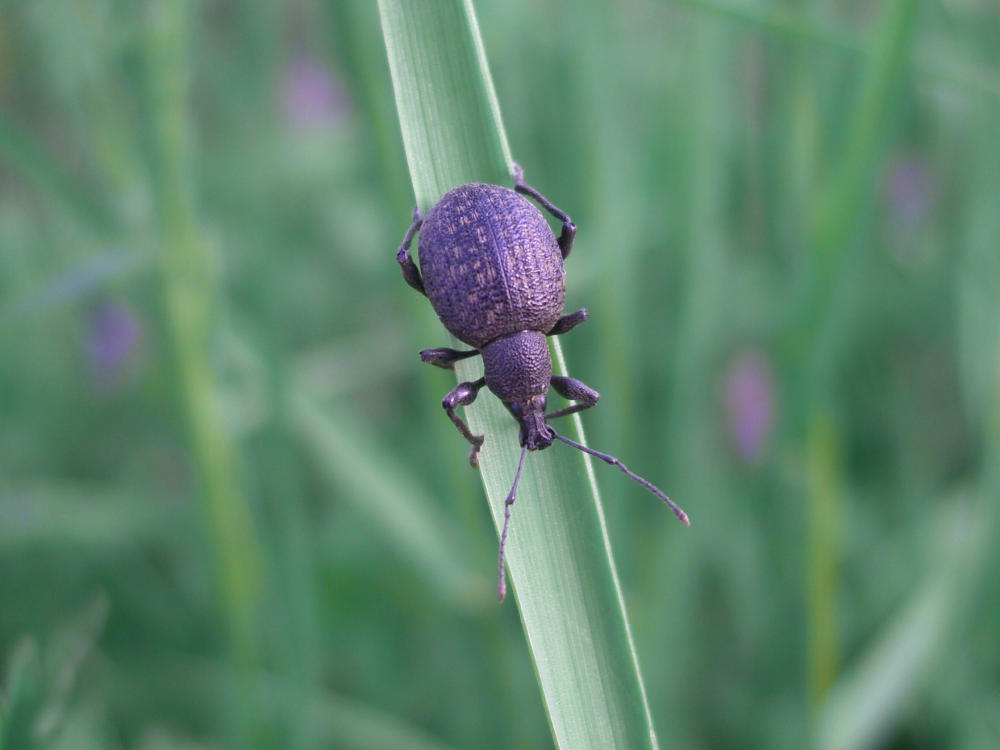 Da identificare: Otiorhynchus armadillo