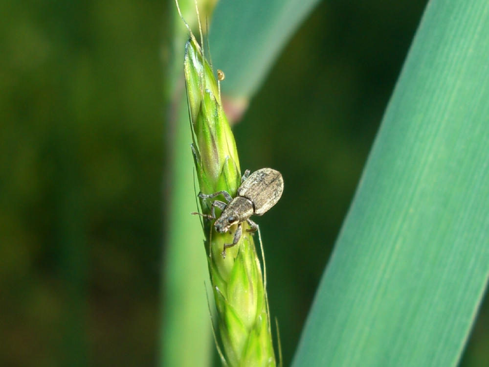 curculionide: Sitona humeralis