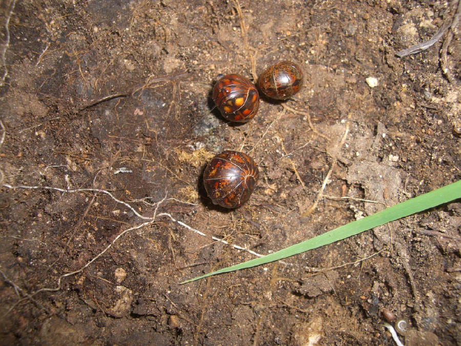 Glomeridae