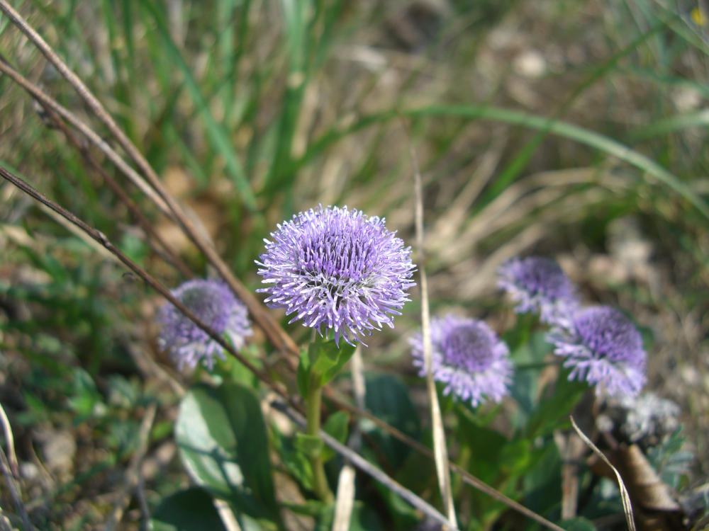 Globularia bisnagarica