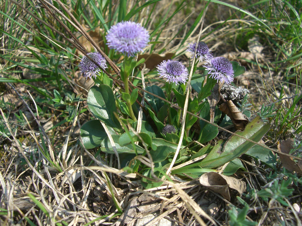 Globularia bisnagarica
