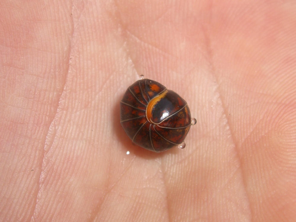 Glomeridae