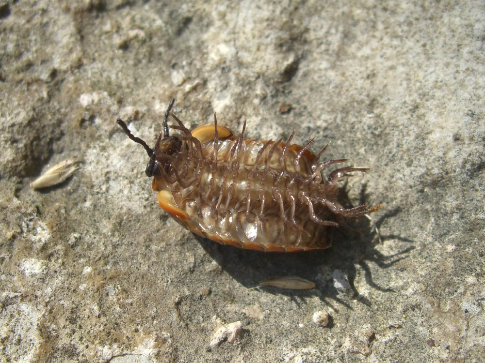 Glomeridae