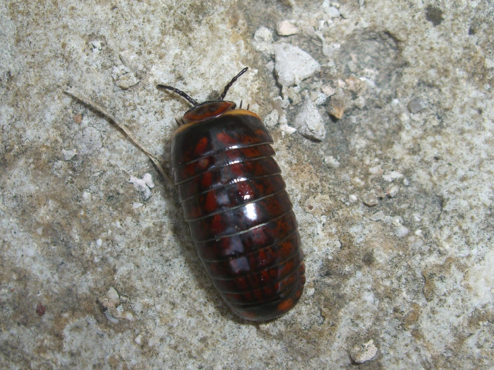 Glomeridae