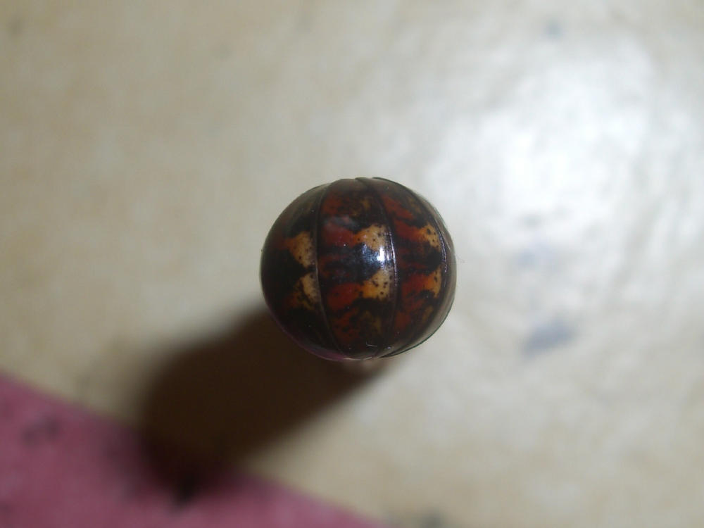 Glomeridae