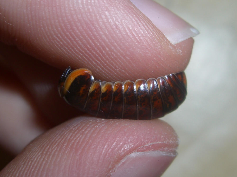 Glomeridae
