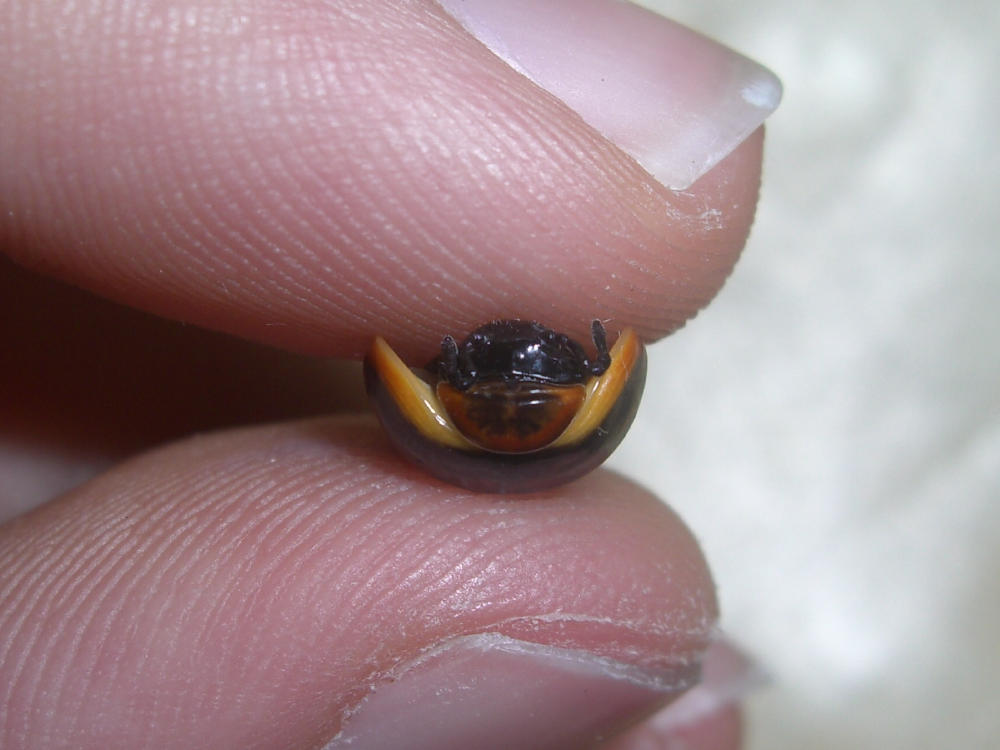 Glomeridae