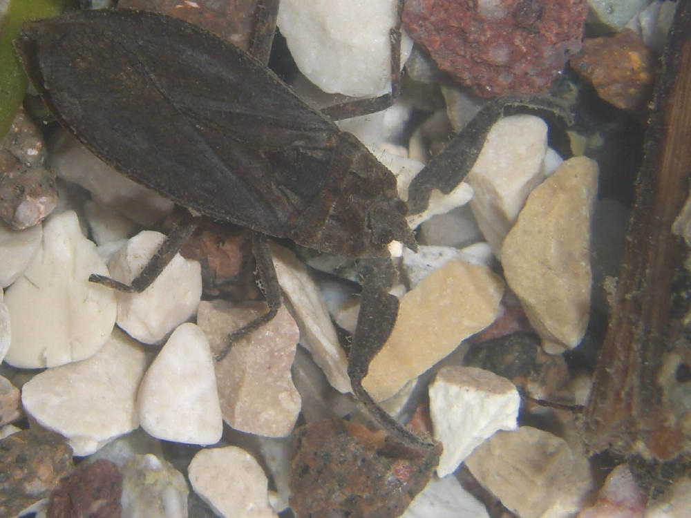Nepidae?