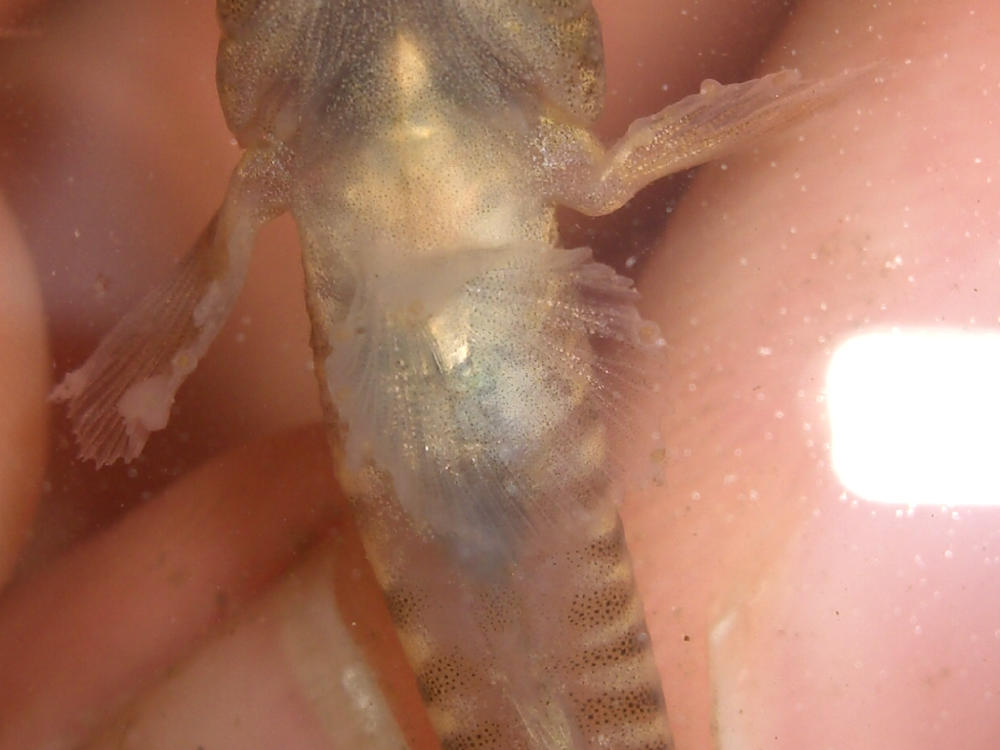 ????? [Knipowitschia punctatissima]