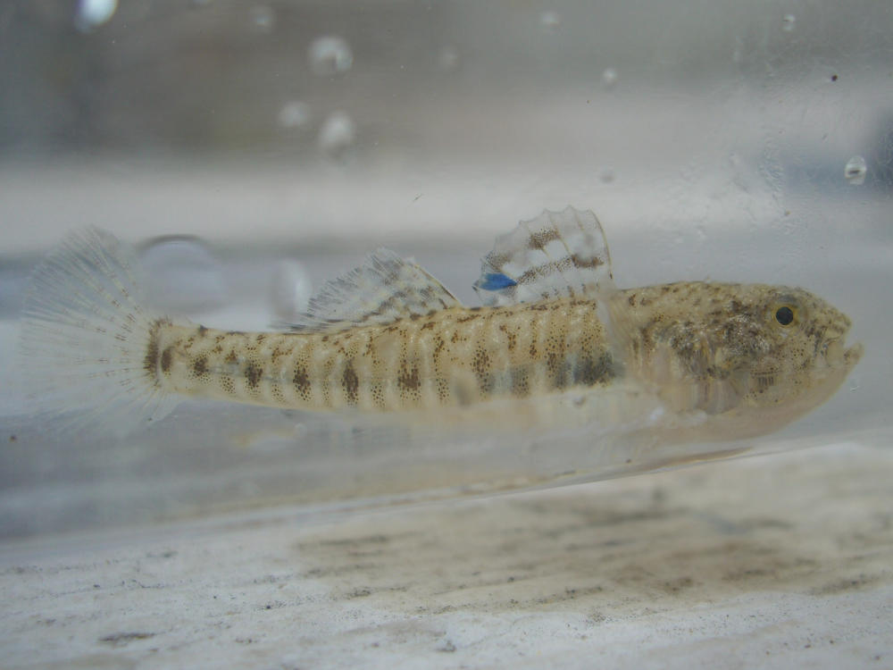 ????? [Knipowitschia punctatissima]