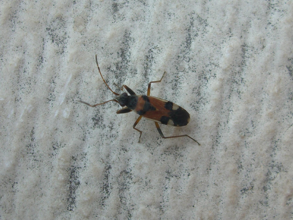 Lygaeidae: Beosus quadripunctatus del Veronese