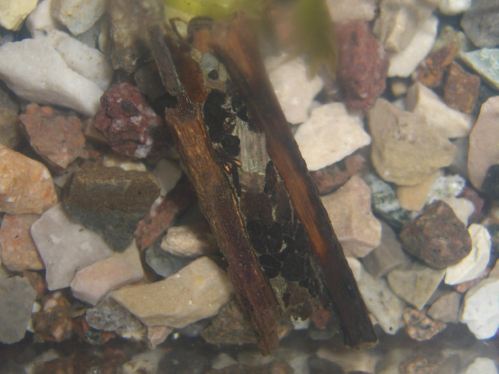 Larva di Hydropsychidae