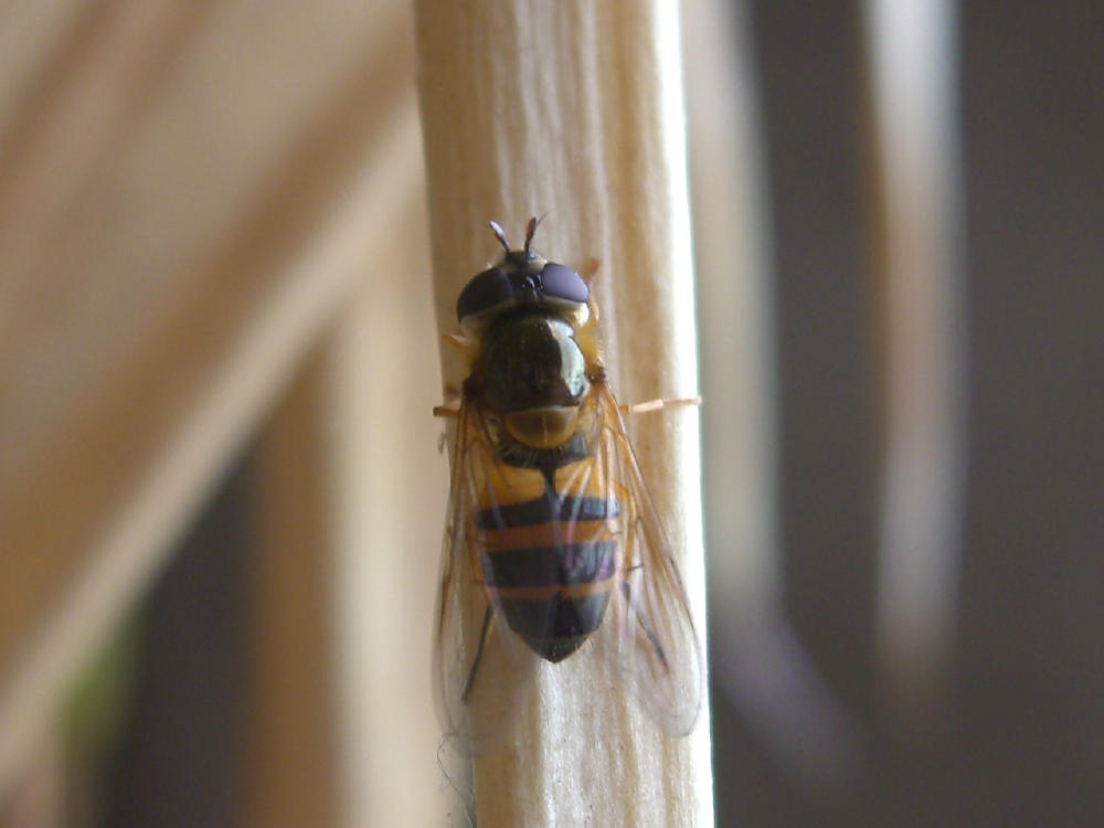 Epistrophe eligans F (Syrphidae)