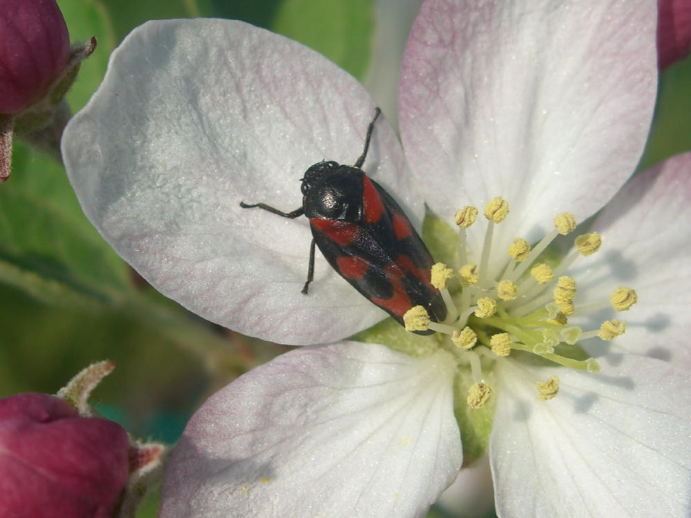 Cercopis vulnerata