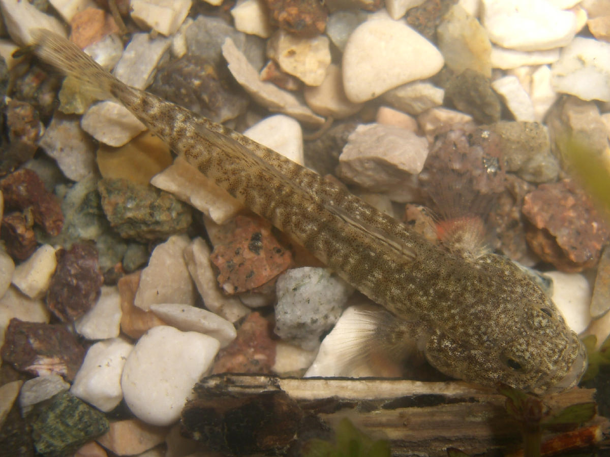 ????? [Knipowitschia punctatissima]