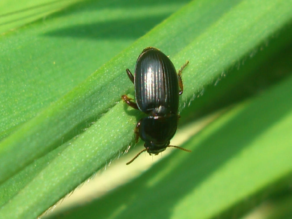 da identificare - Carabidae
