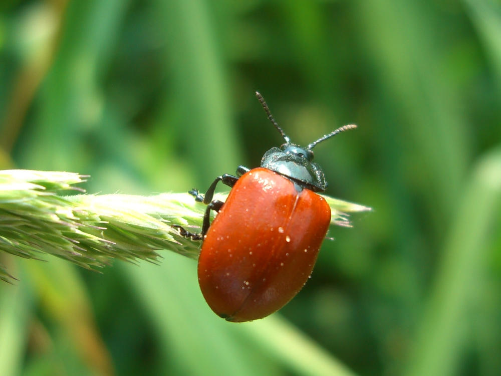Da identificare 2 : Chrysomela populi