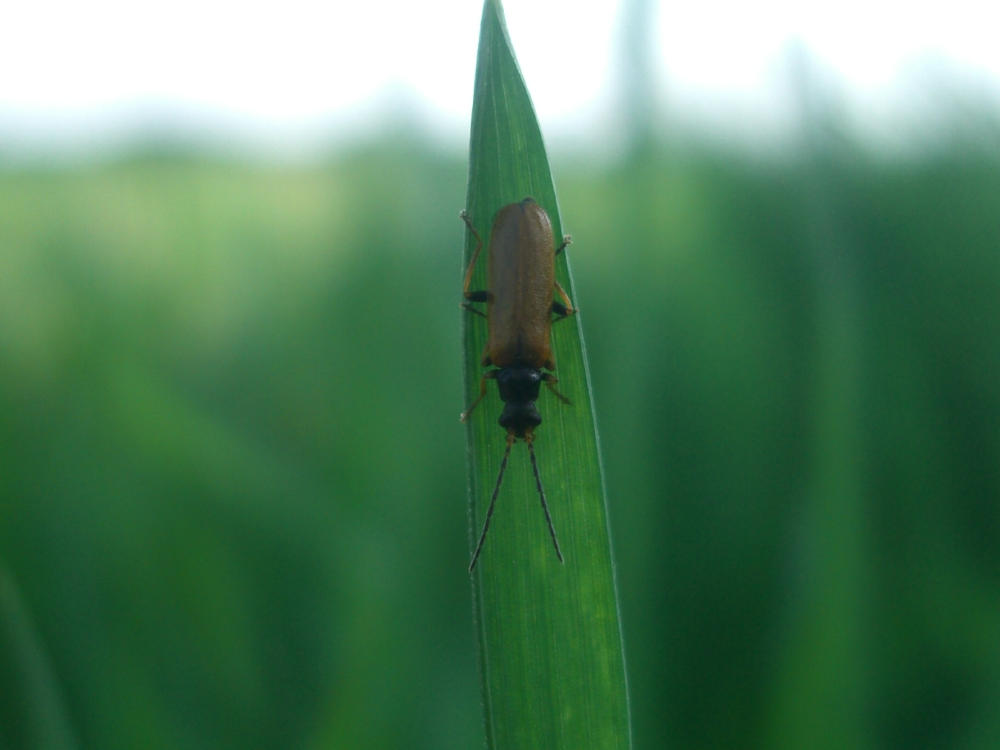 Da identificare 3: Rhagonycha femoralis