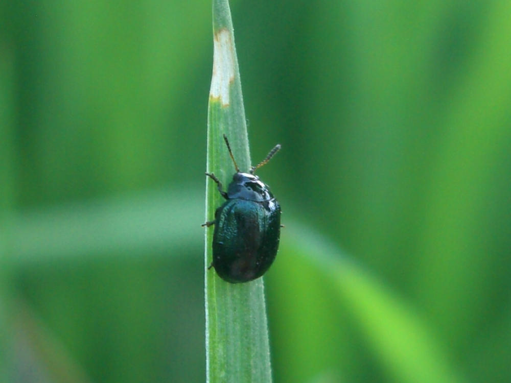 Da identificare 4: Plagiodera versicolora