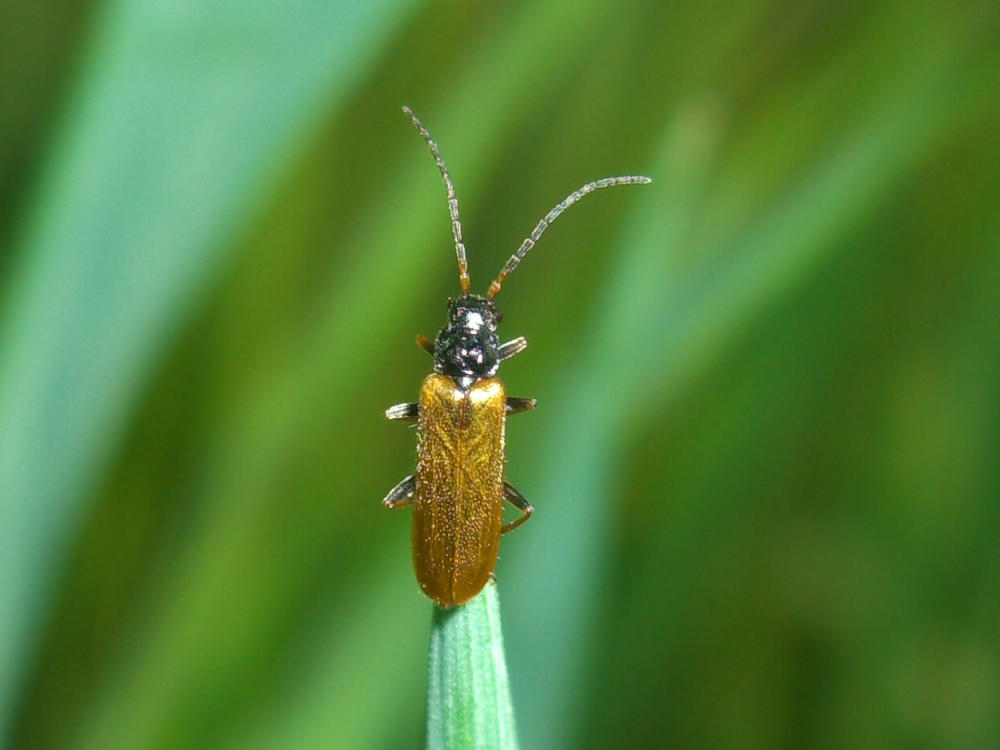 Coleottero: Rhagonycha femoralis