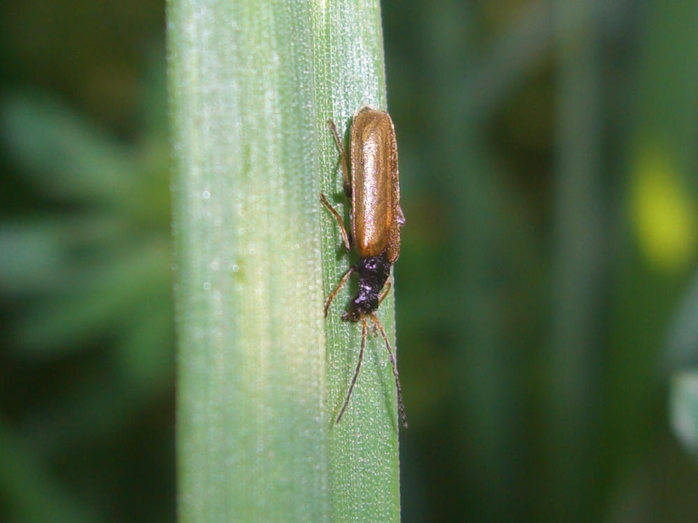 Coleottero: Rhagonycha femoralis