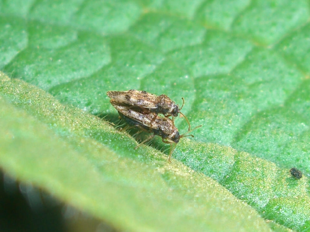 Tingidae. Dictyla humuli