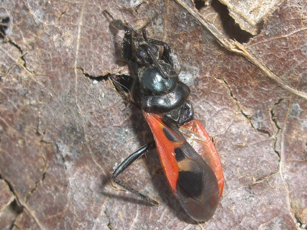 In una ragnatela: Peirates hybridus e Aradus krueperi