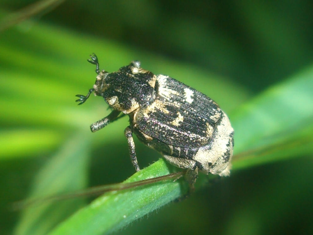 Da identificare: Valgus hemipterus