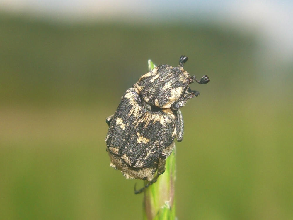 Da identificare: Valgus hemipterus