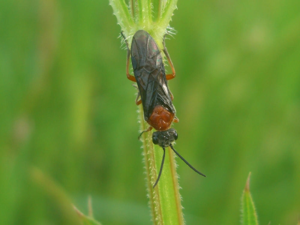 Da identificare - Dolerus etruscus