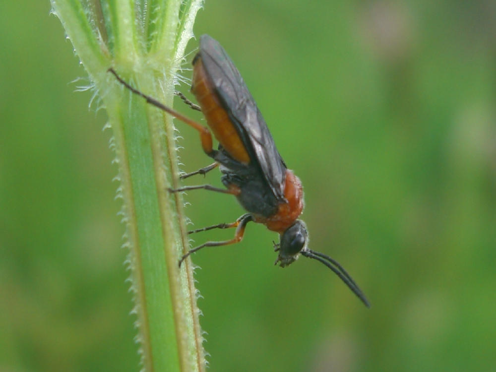 Da identificare - Dolerus etruscus