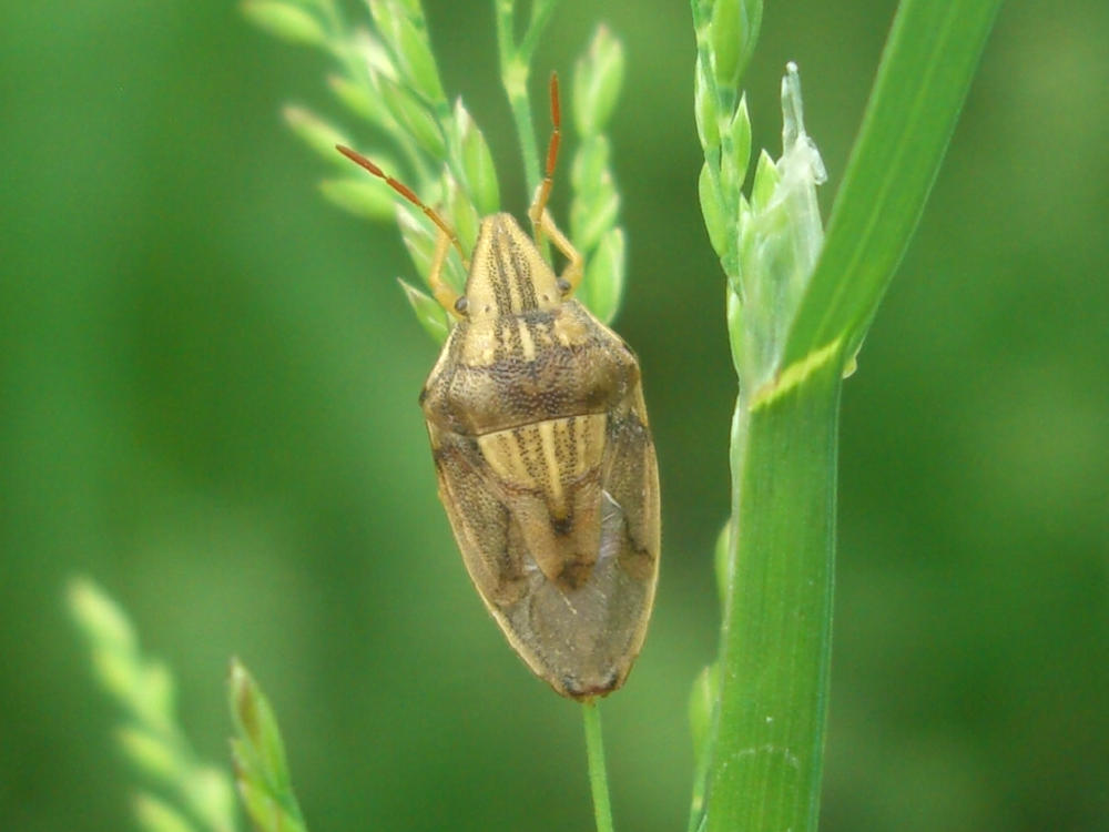 Pentatomidae: Aelia cf. acuminata