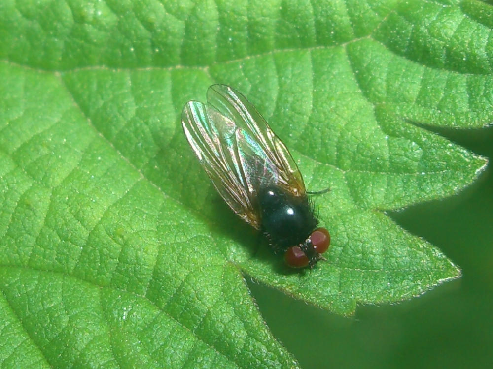Da identificare