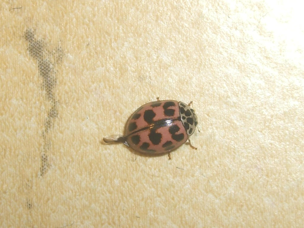 Coccinella: Oenopia conglobata