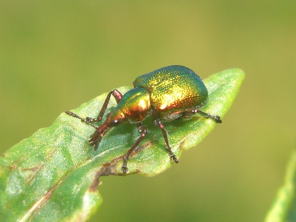 Curculionide: Byctiscus betulae