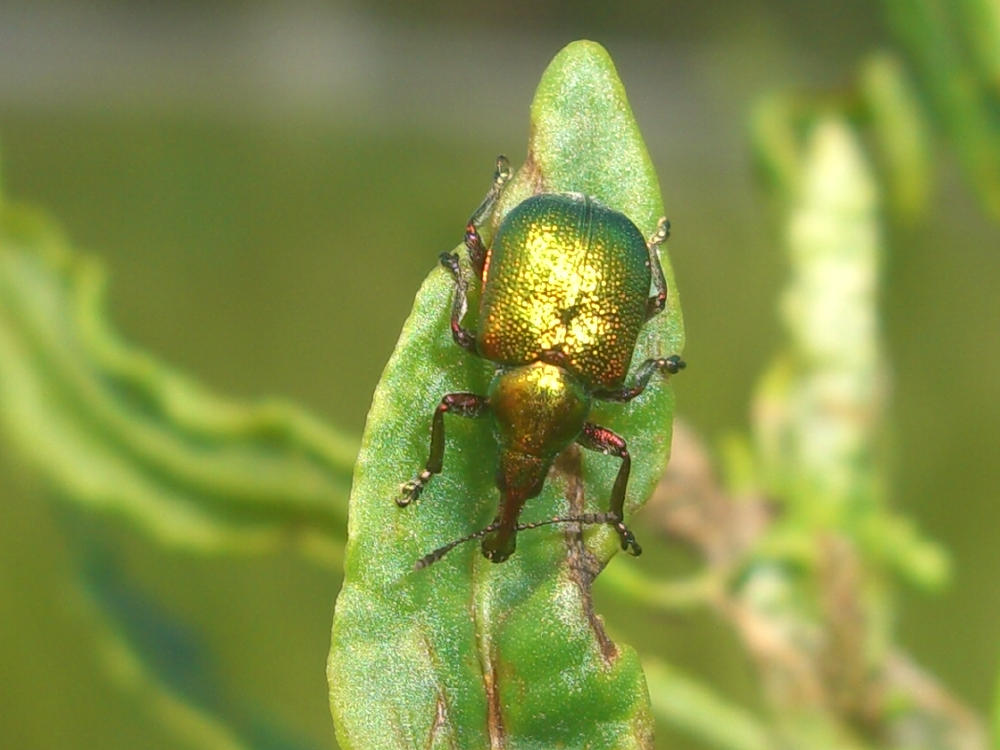 Curculionide: Byctiscus betulae