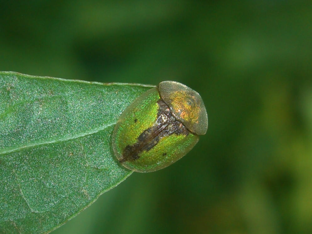 Da identificare: Cassida vibex