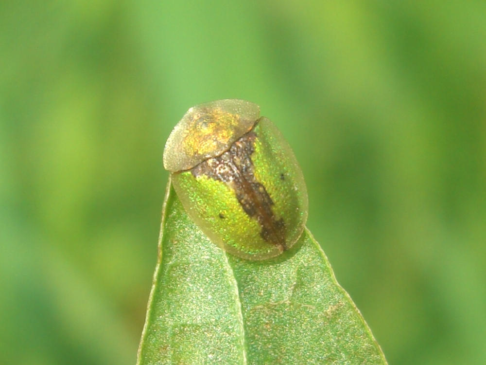 Da identificare: Cassida vibex