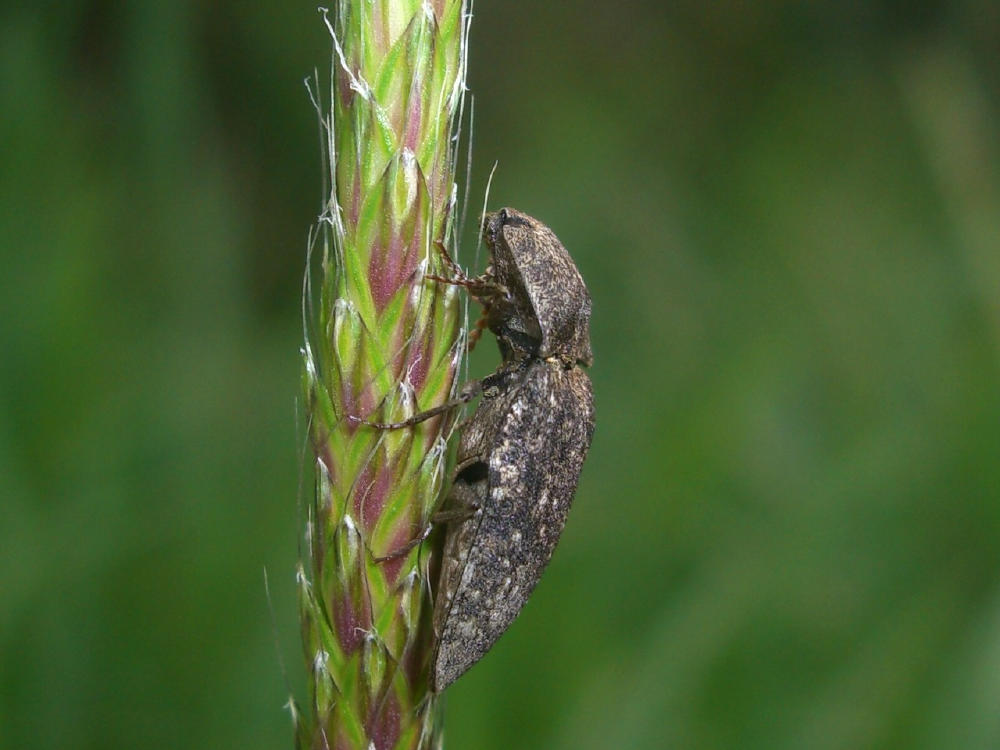 Da identificare 2: Agrypnus murinus