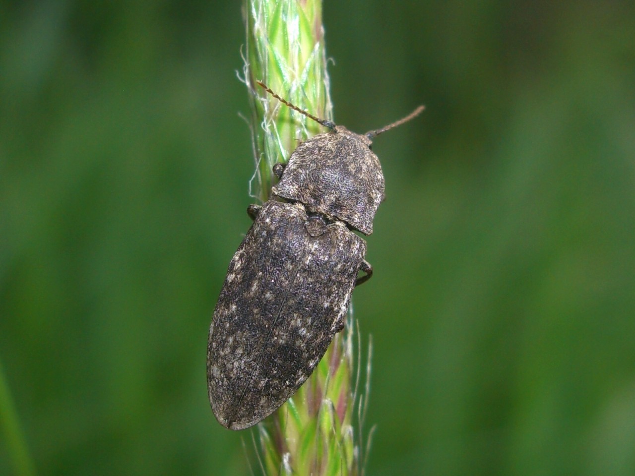 Da identificare 2: Agrypnus murinus