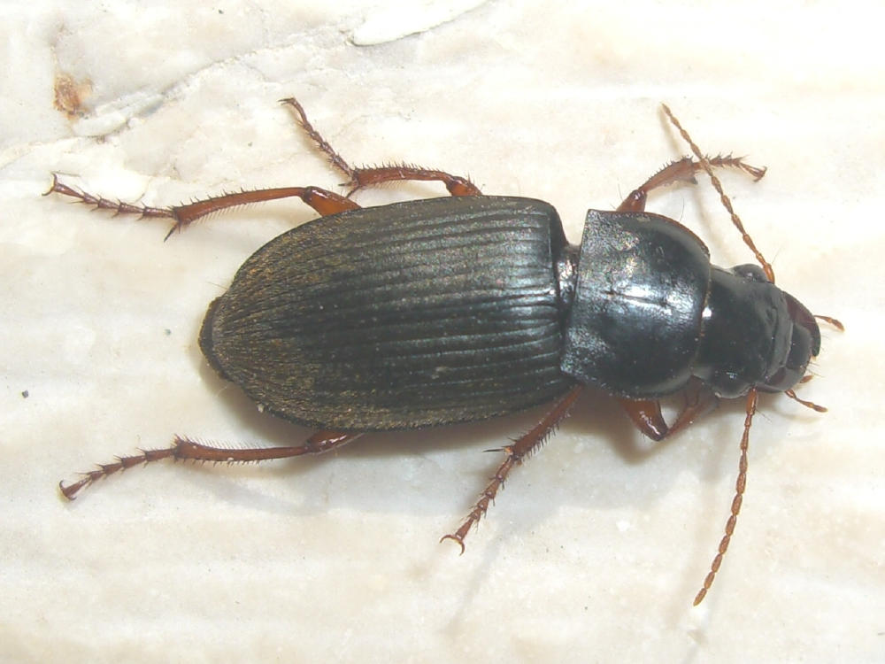 Carabidae? Pseudoophonus rufipes