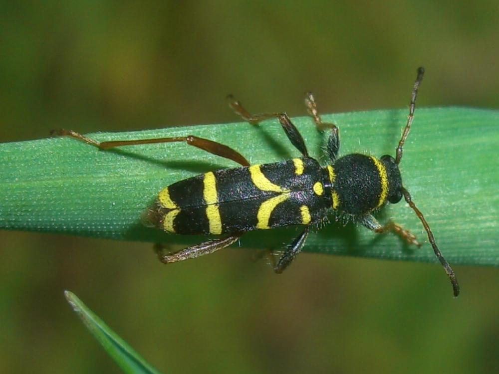 Cerambycidae - Clytus arietis